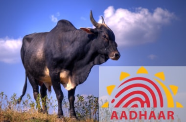 Now an Aadhaar for cows!