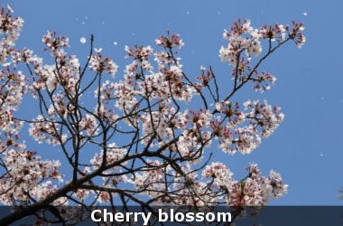 Cherry blossoms mark start of spring
