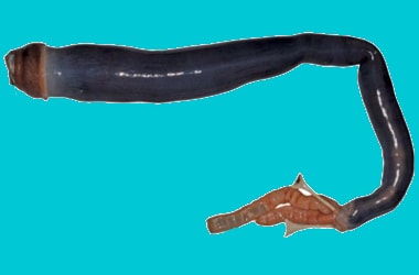 Live Giant Shipworm found for the first time