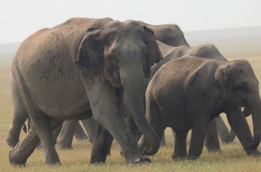 27312 Asian elephants in India: Elephant Survey