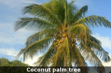 Coconut palm - Goa’s state tree