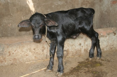 The country’s first surrogate calf Vijay