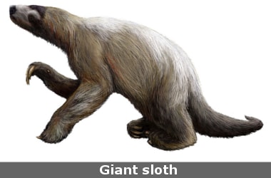 Fossil remains of Xibalbaonyx oviceps, a prehistoric giant sloth, found