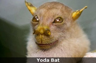 New fruit bat nicknamed after Star Wars character Yoda