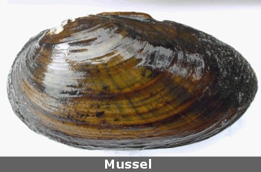 Now a strong glue for foetus surgery inspired by mussels