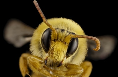 World Honey Bee Day celebrates with fanfare 