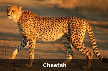 Conservationists sound alarm bells for cheetahs