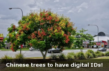 Chinese trees to have digital IDs!