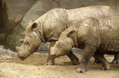 Sumatran rhino under threat