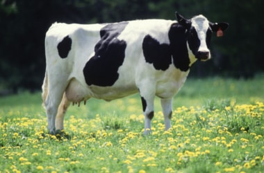 Chinese scientists develop bovine resistant live cows