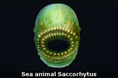 This sea animal is earliest known ancestor of humans!