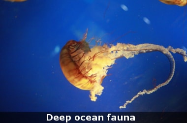 Scientists discover banned chemicals in deep ocean fauna