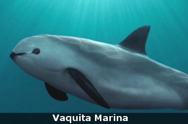 Vaquita Marina, world