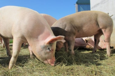 Pig and human stem cells combined to create transplantable organs