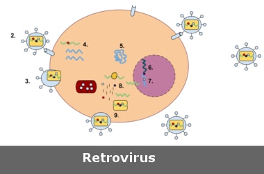 Retroviruses like HIV may be half a billion years old