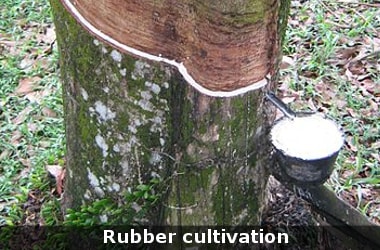 RubSIS - The new system to improve Rubber cultivation!