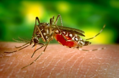 An antibiotic compound effective for countering Zika discovered