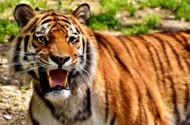 International Tiger Day: 29th July