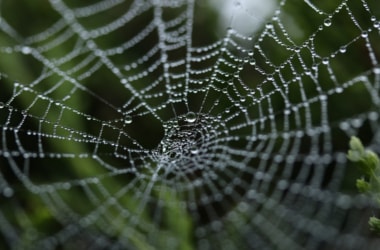 Now, scientists invent spider silk made of water!