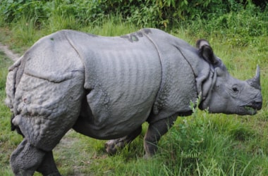 Special Rhino Protection Force for one horned rhinos in Assam