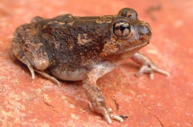 New species of burrowing frogs found