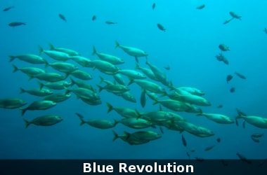 Blue Revolution: Mission Fingerling to revive fisheries