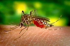 Now, smart mosquito to counter malaria