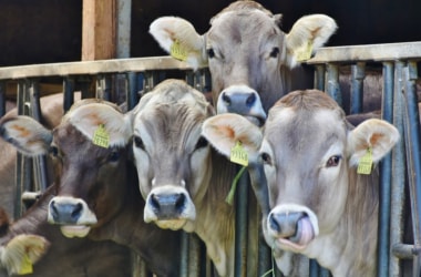 Sale of cattle for slaughter banned
