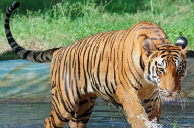 Number of big cats in Sunderbans rising!