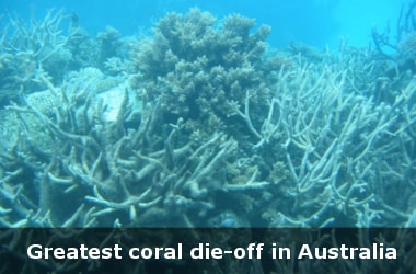 Greatest coral die-off in Australia: Two - third of Great Barrier Reef dead
