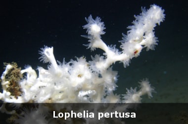 Lophelia pertusa: Cold water coral under climate change threat