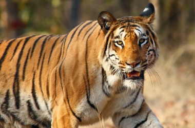 29 tigers poached in 2016