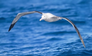Albatross can fly 800 km in one day!