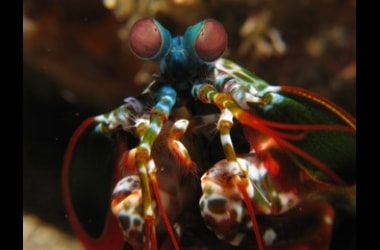Cancer detection camera inspired by mantis shrimp