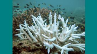 Corals develop a preference for eating plastic!