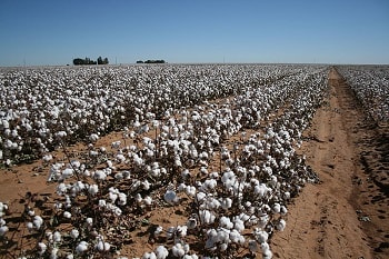 Global cotton output set to rise: ICAC