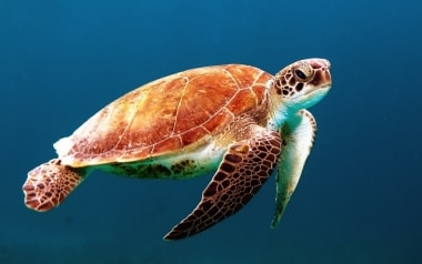 New Turtle sanctuary in Allahabad to protect aquatic biodiversity