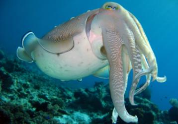 Octopus and cuttlefish inspired camouflaging skin 
