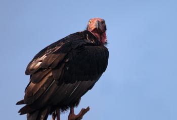 Special protection by Bonn Convention to vulture species