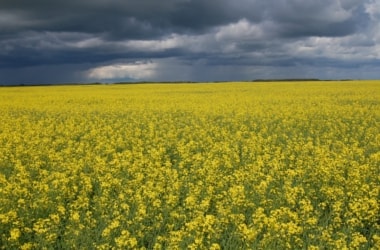 Should we grow GM mustard?