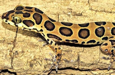 India’s new species of ground dwelling lizard!