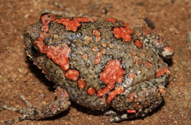 Rare painted frog Uperodon taprobanicus found in Telangana