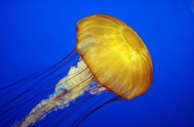 Even brainless jellyfish need their sleep!