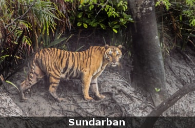 First compendium of Sundarbans animals by ZSI