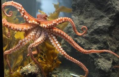 Octlantis - The underwater kingdom of octopuses!