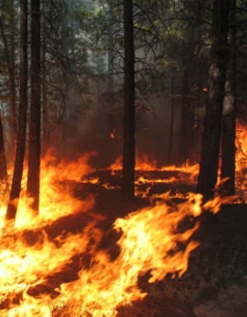 Forest fires: Nature’s fury or Man-made disaster?