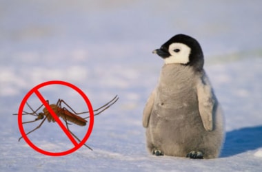 April 25: World Malaria and World Penguin Day!