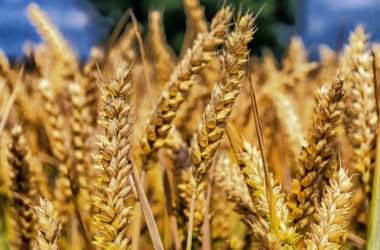 India aims for record high food grain production