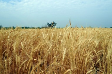 India, world record bumper cereal crop: FAO