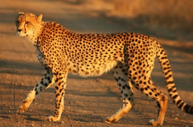 Now, a robotic cheetah!